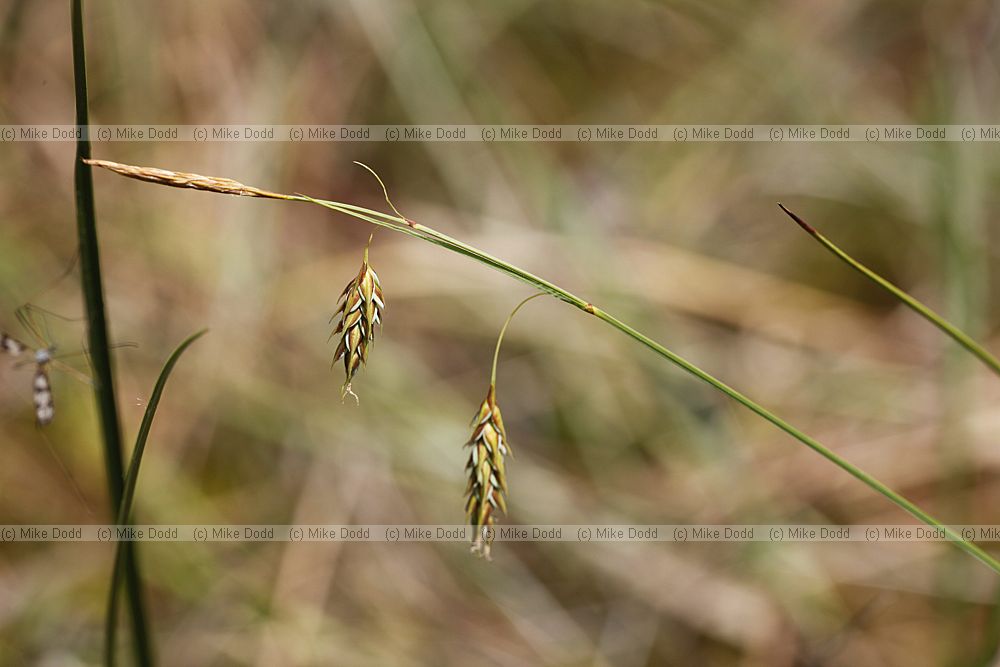 Carex limosa Bog Sedge