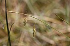 Carex limosa Bog Sedge