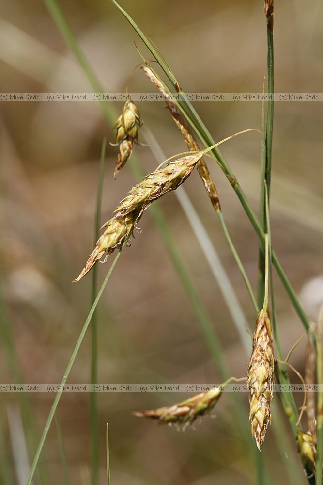 Carex limosa Bog Sedge