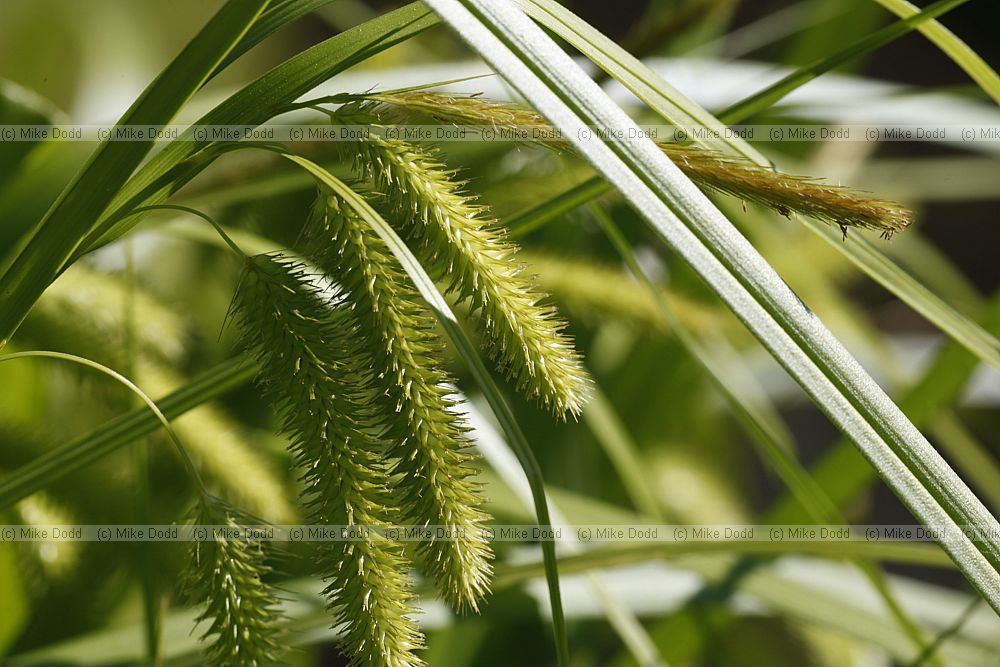 Carex pseudocyperus Hop Sedge