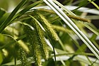 Carex pseudocyperus Hop Sedge