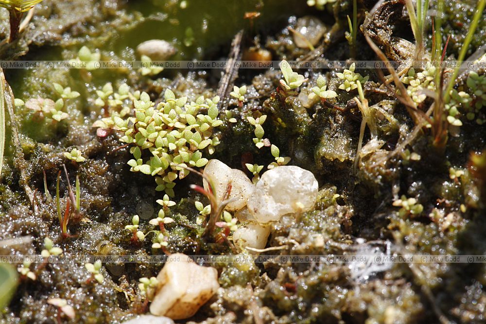 Centunculus minimus seedlings