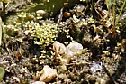 Centunculus minimus seedlings