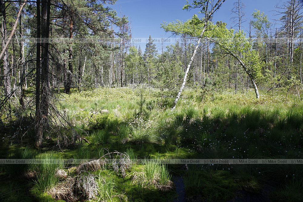 Cerven� Blato Red marshland