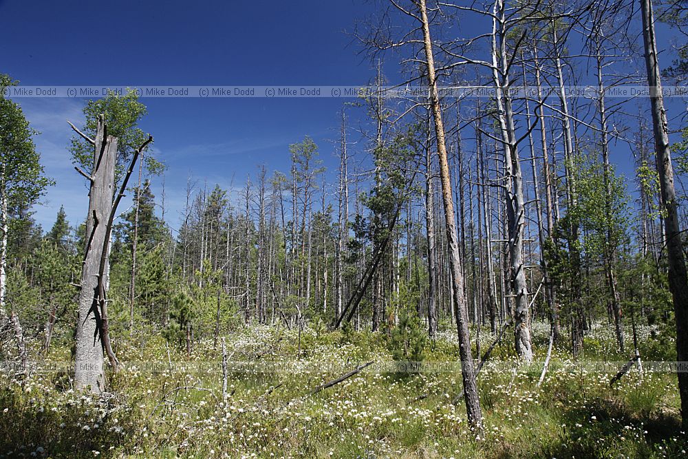 Cerven� Blato Red marshland