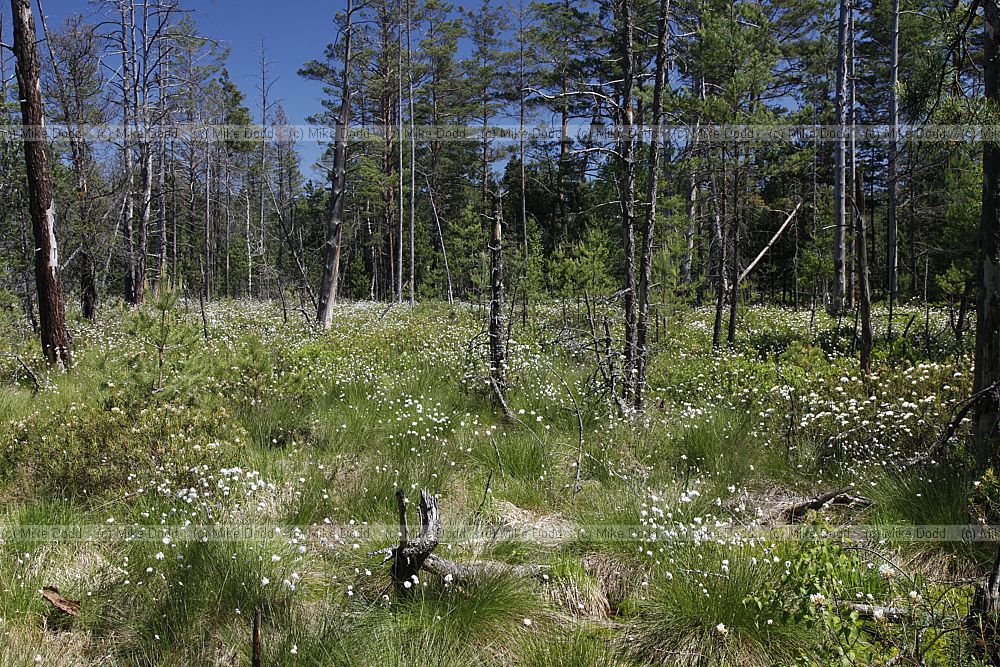Cerven� Blato Red marshland