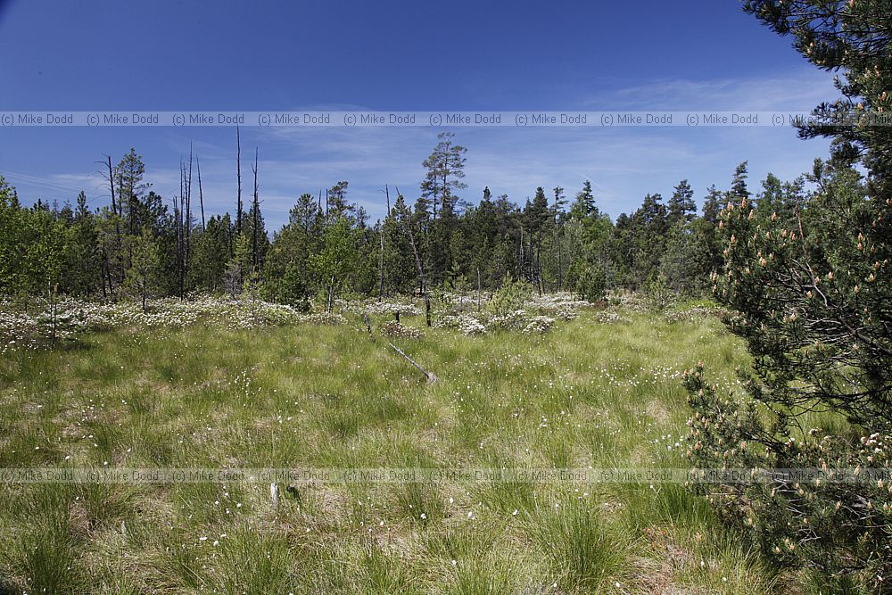 Cerven� Blato Red marshland