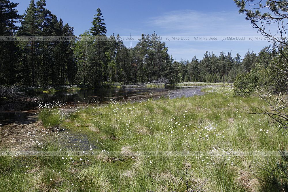 Cerven� Blato Red marshland