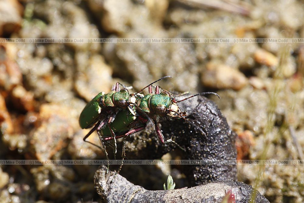 Cicindela campestris Green Tiger Beetle