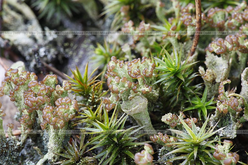Cladonia chlorophaea (agg.)