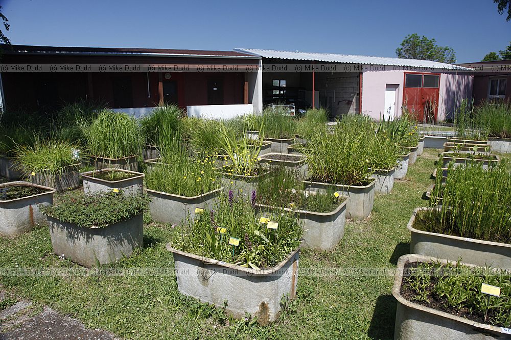 Collection of aquatic and wetland plants Instutute of Botany Academy of sciences of CZ republic Trebon