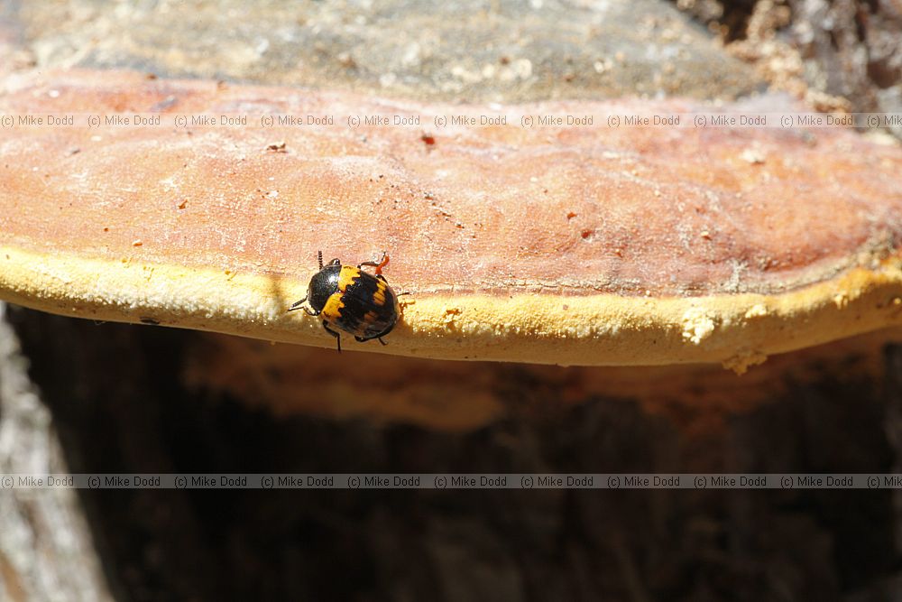 Diaperis boleti beetle on Fomitopsis pinicola