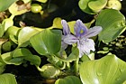Eichhornia crassipes Water hyacinth