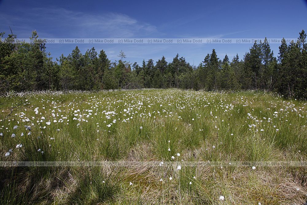 Eriophorum vaginatum Harestail Cotton-grass