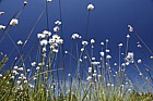 Eriophorum vaginatum Harestail Cotton-grass