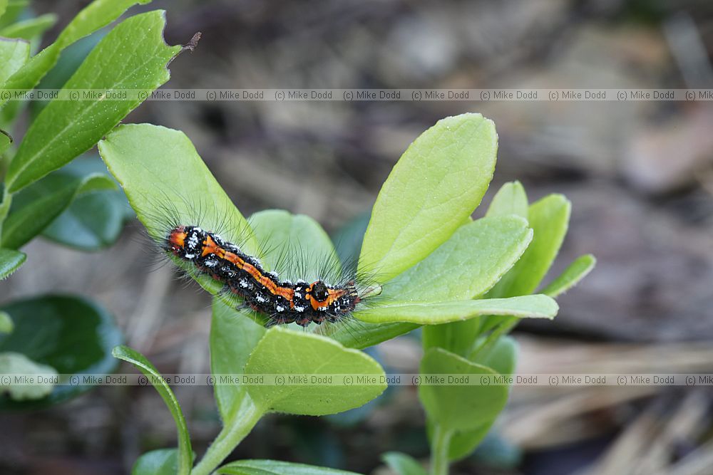 Euproctis similis Yellow-tail moth caterpillar