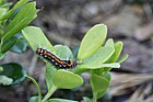 Euproctis similis Yellow-tail moth caterpillar