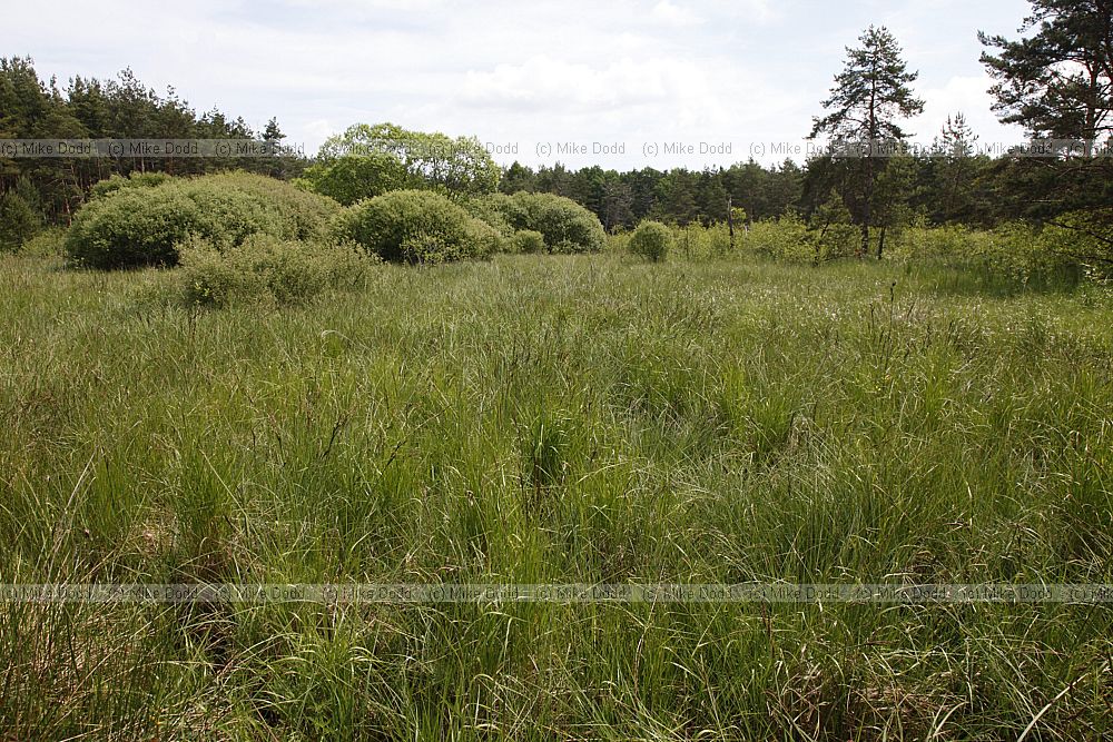 Fen meadow