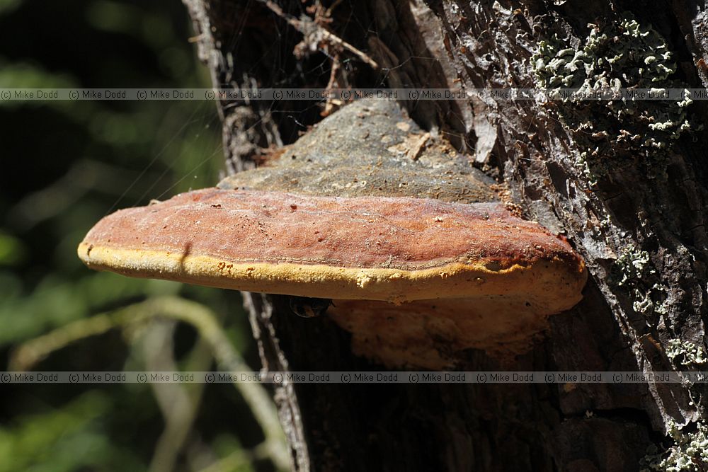 Fomitopsis pinicola