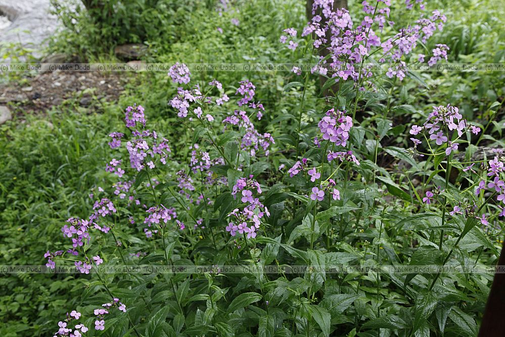 Hesperis matronalis Dames Violet