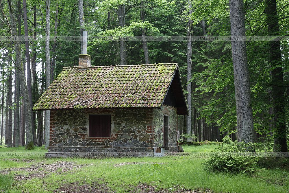 Hut in the forest