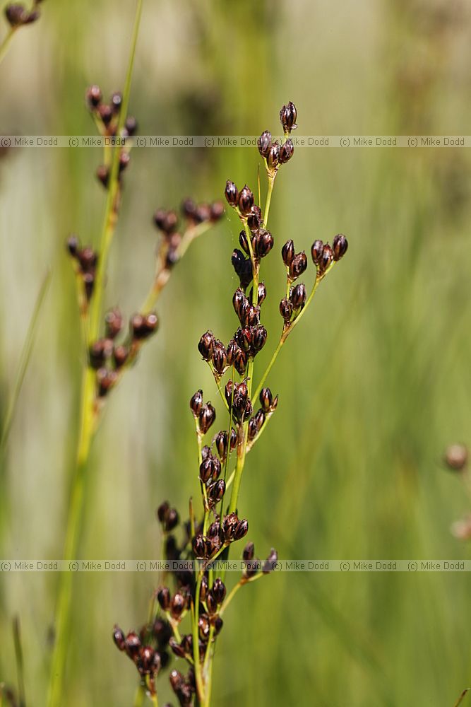 Juncus gerardi Saltmarsh Rush