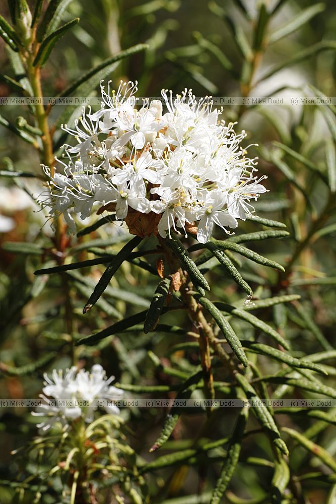 Ledum palustre Labrador Tea