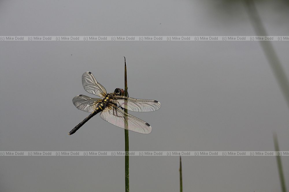 Leucorrhinia albifrons Eastern whitefaced darter
