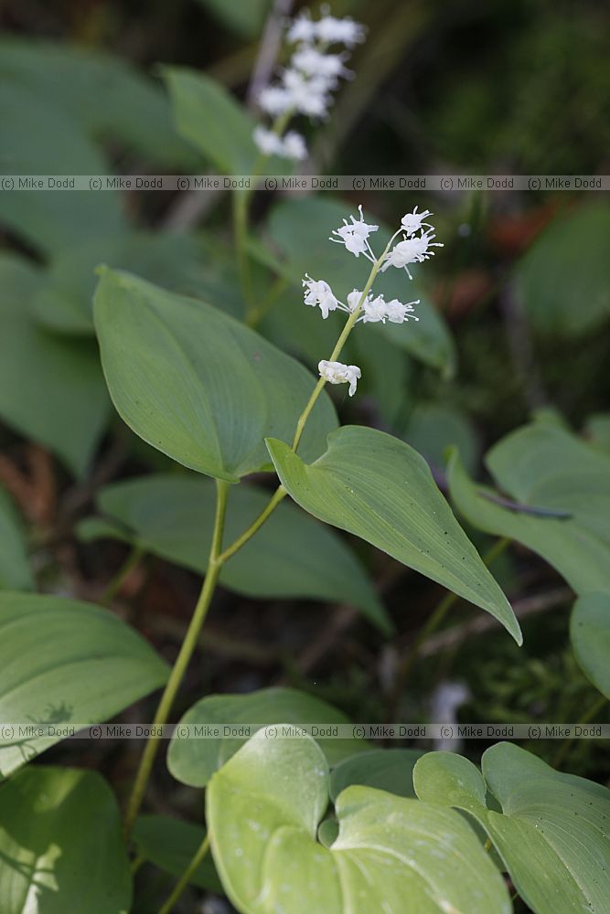 Maianthemum bifolium May Lily
