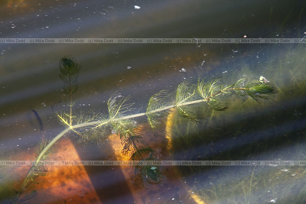 Myriophyllum sp.
