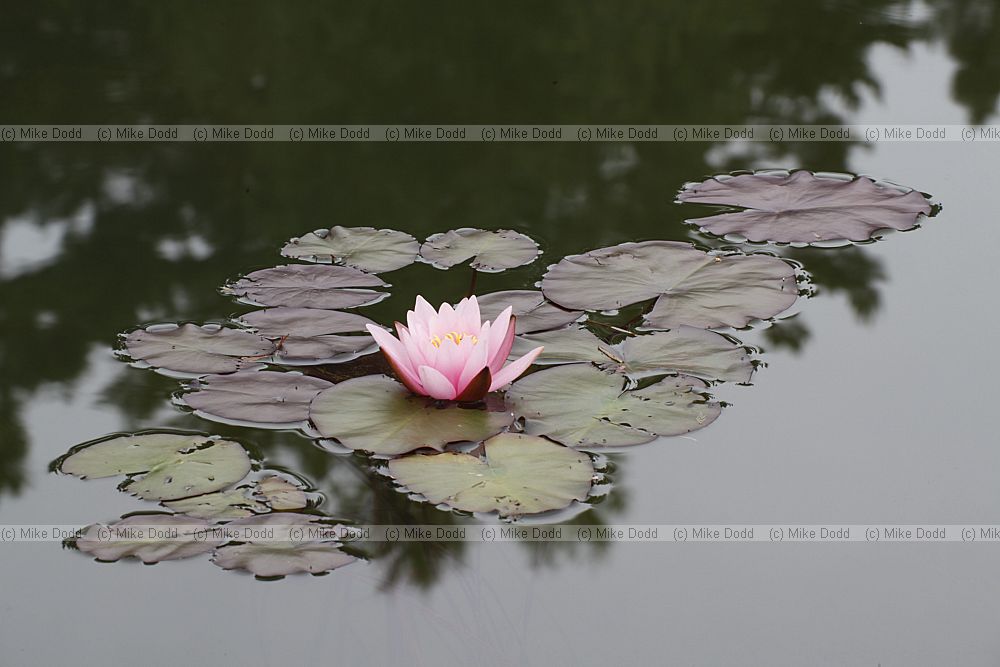 Nymphaea Pink Water-Lily cultivar