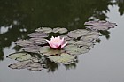 Nymphaea Pink Water-Lily cultivar