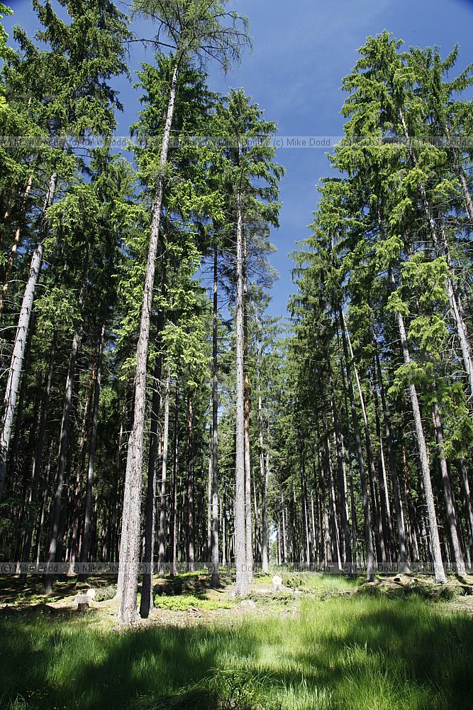 Picea abies forest