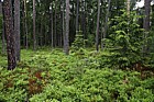 Pinus sylvestris and Picea abies forest with Vaccinium