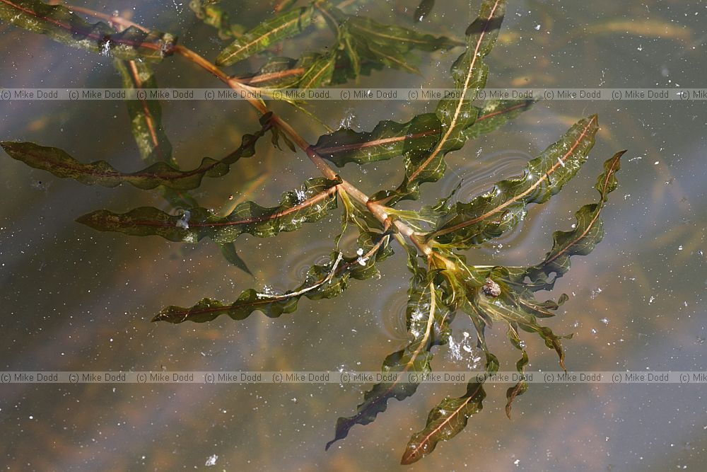 Potamogeton crispus Curled Pondweed