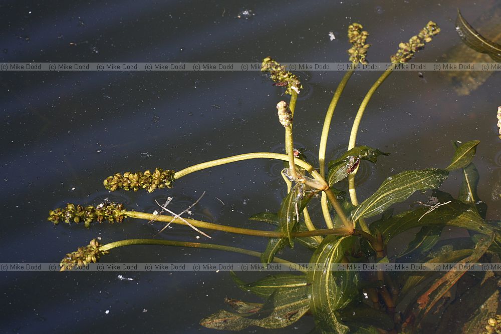 Potamogeton prealongus Long-stalked Pondweed