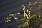 Potamogeton prealongus Long-stalked Pondweed