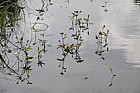 Potentilla palustris Marsh Cinquefoil