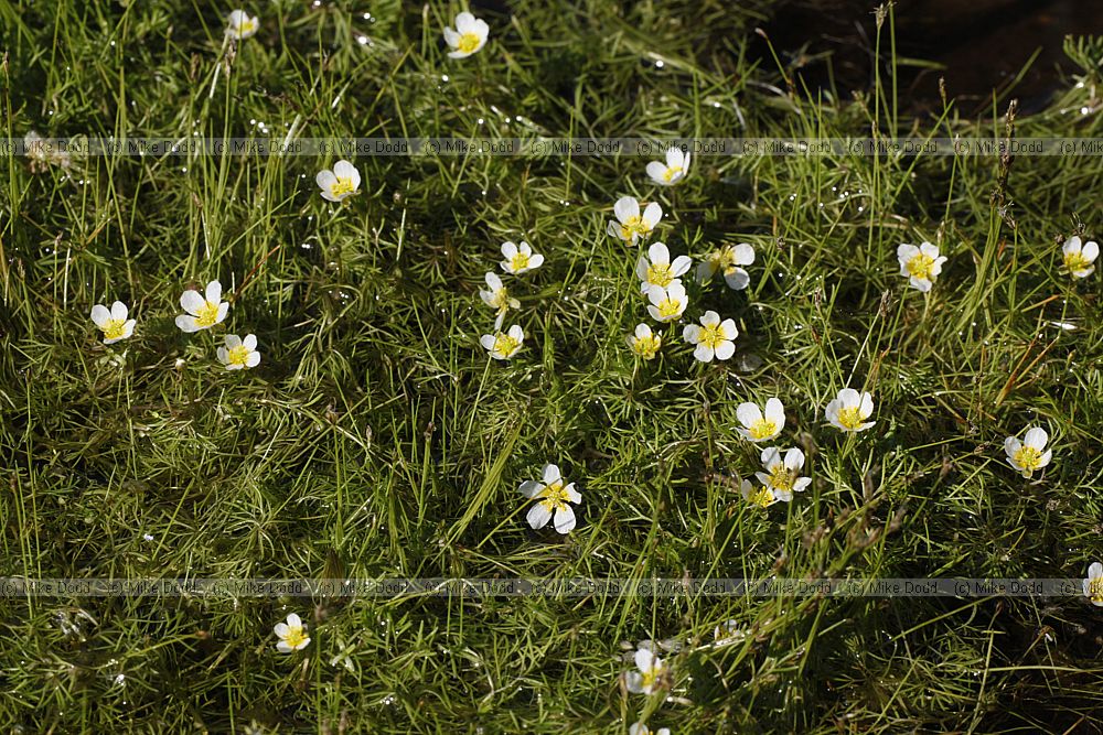 Ranunculus rionii