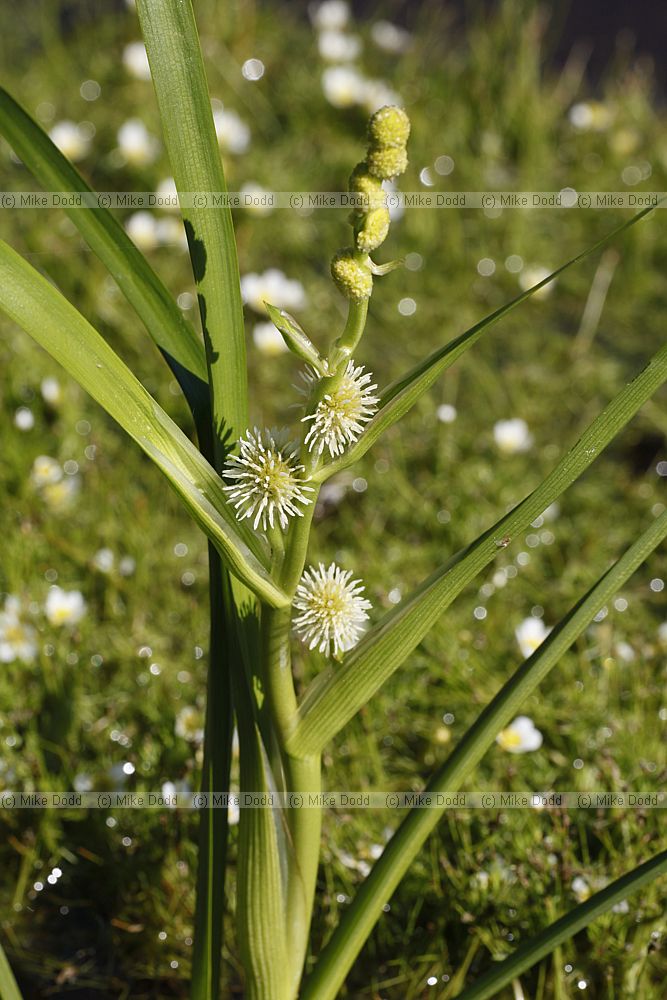 Sparganium emersum Unbranched Bur-reed