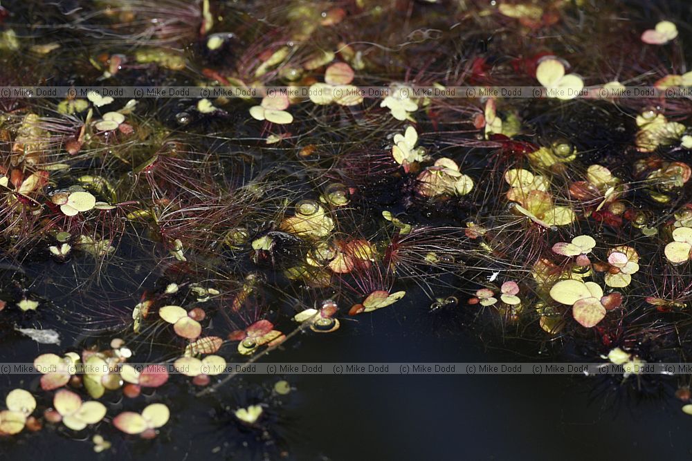 Spirodela polyrhiza Greater Duckweed