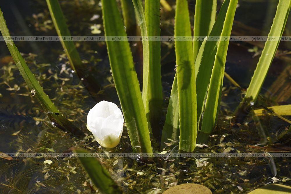 Stratiotes aloides Water Soldier