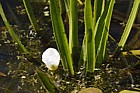 Stratiotes aloides Water Soldier