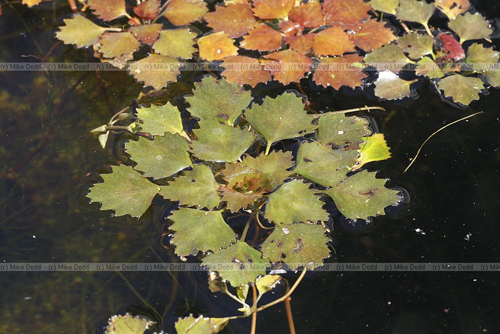 Trapa natans water chestnut