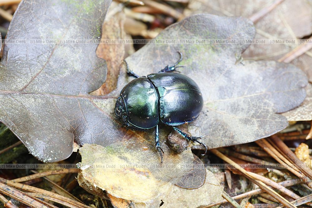 Trypocopris vernalis Spring Dumbledor