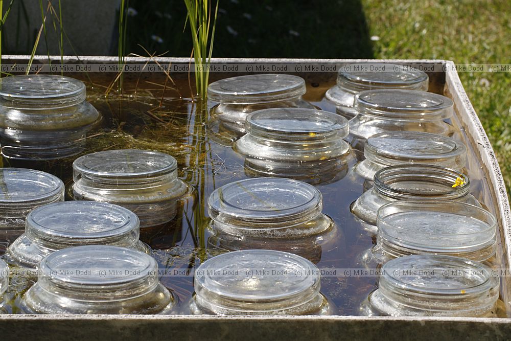 Utricularia floating collection