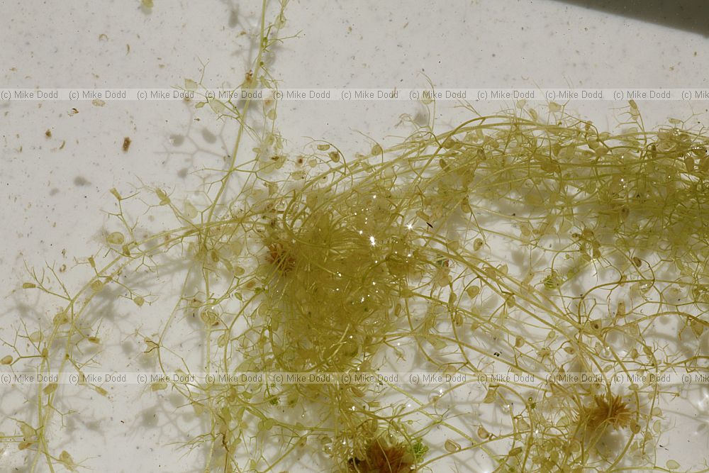 Utricularia intermedia Intermediate Bladderwort