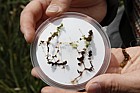 Utricularia ochroleuca Pale Bladderwort