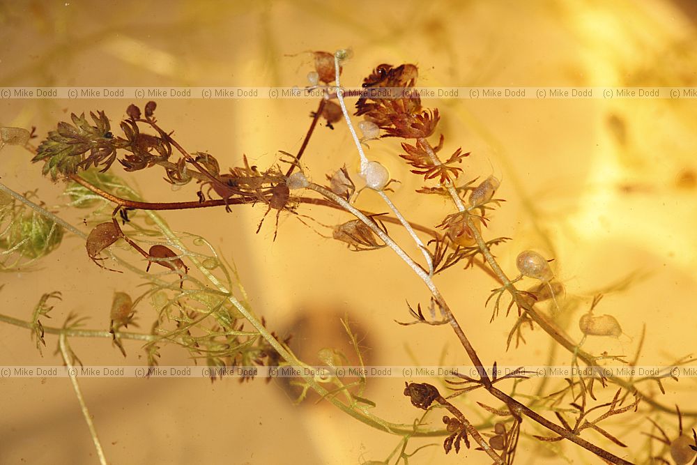 Utricularia ochroleuca Pale Bladderwort