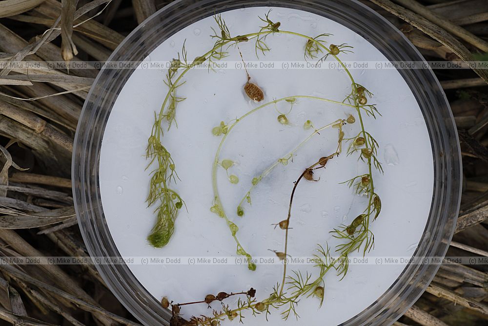 Utricularia ochroleuca Pale Bladderwort